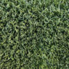 IMG_0035 Gazon type football 40-45mm
