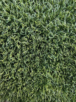 IMG_0035 Gazon type football 40-45mm